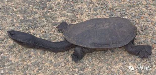 澳门天天彩免费资料大全免费查询狼披羊皮,蛇藏龟壳,科学解说指法律_FCY55.233艺术版