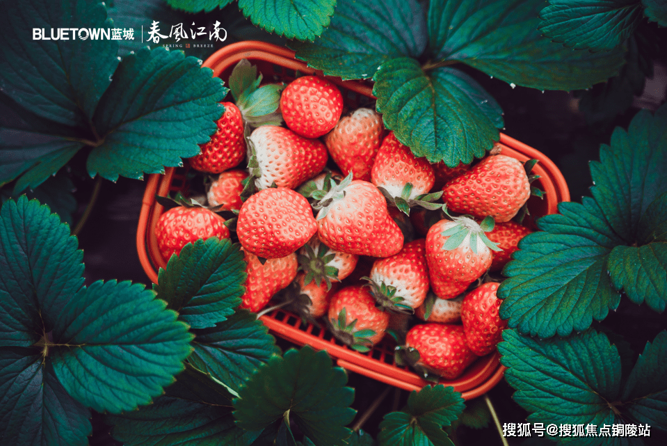 新澳门2024年正版码表,详情执行数据安援_QXQ55.171可靠性版