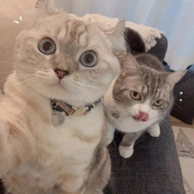 猫咪最新版本,猫咪最新版本，一场自然美景的探索之旅
