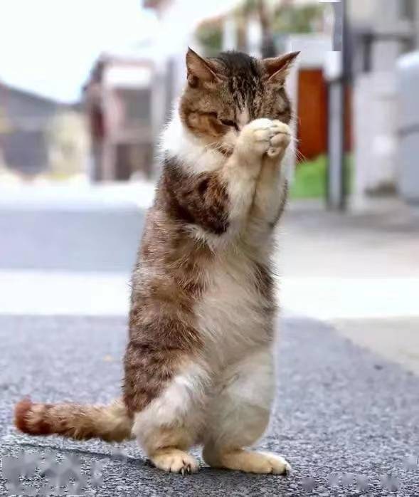 猫咪最新版本,猫咪最新版本,一场自然美景的探索之旅