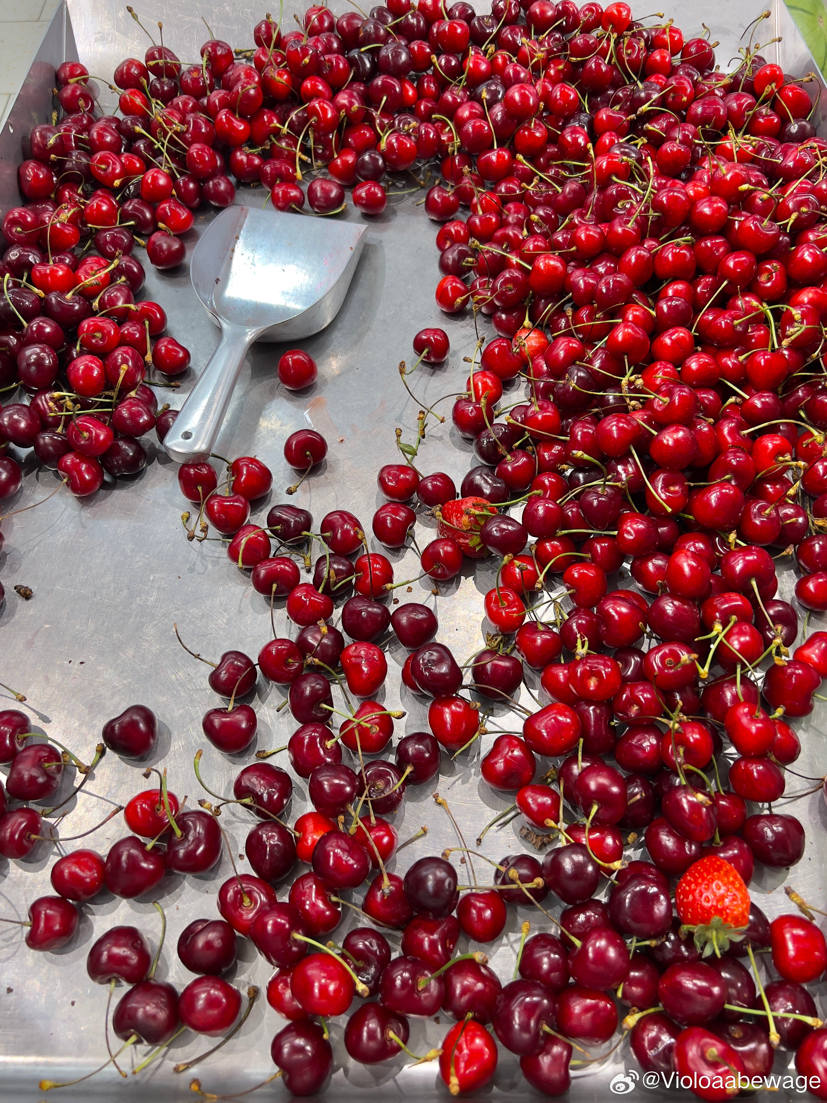 樱桃最新入,樱桃最新入,一颗小樱桃的成长故事与励志之旅