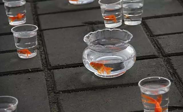 氯气的最新,氯气的最新研究与应用
