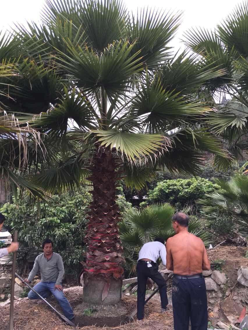 老人葵价格,老人葵价格，深入解析与观点阐述
