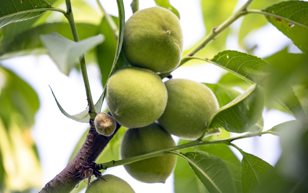 未熟之夏 电影,未熟之夏 电影——探索青春与梦想的交织