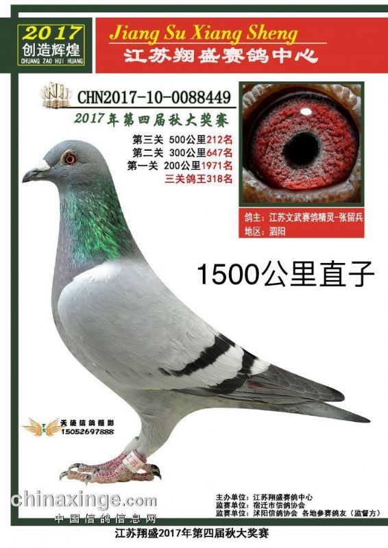 江苏省韩强杯信鸽比赛,江苏省韩强杯信鸽比赛的精彩瞬间与背后故事