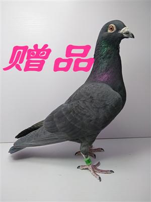 江苏省韩强杯信鸽比赛,江苏省韩强杯信鸽比赛的精彩瞬间与背后故事