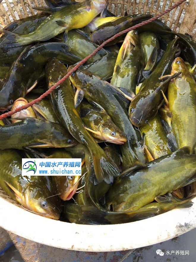 黄颡鱼价格行情2017,黄颡鱼价格行情2017,全面指南
