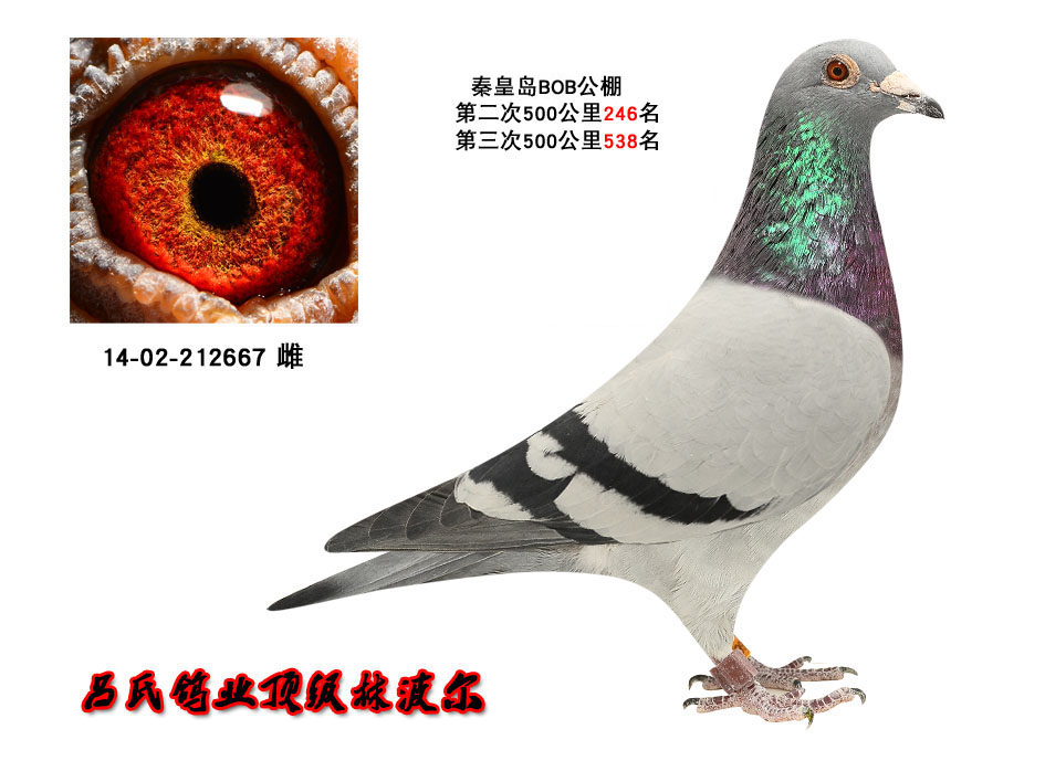 bob公棚2024年最新公告,Bob公棚2024年最新公告，启航新征程，自信书写未来篇章