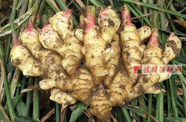 姜价格的最新消息,姜价格的最新消息——科技引领新生活，智能姜价跟踪器带你飞