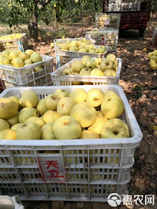砀山酥梨什么时候上市,砀山酥梨上市时间与选购指南