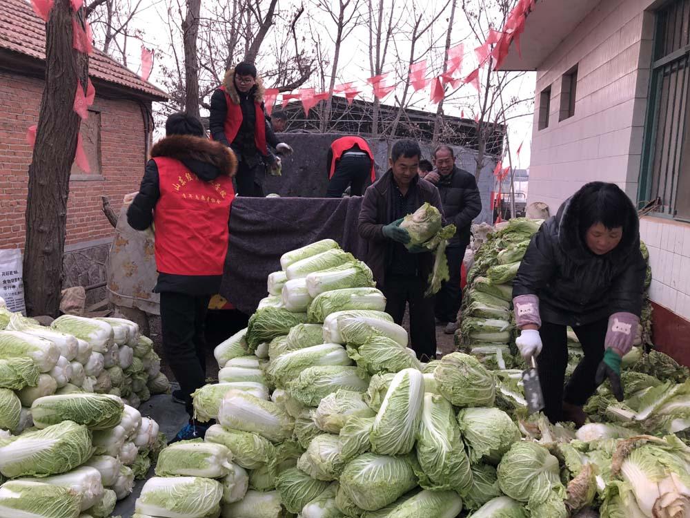 安丘白菜最新行情,安丘白菜最新行情分析